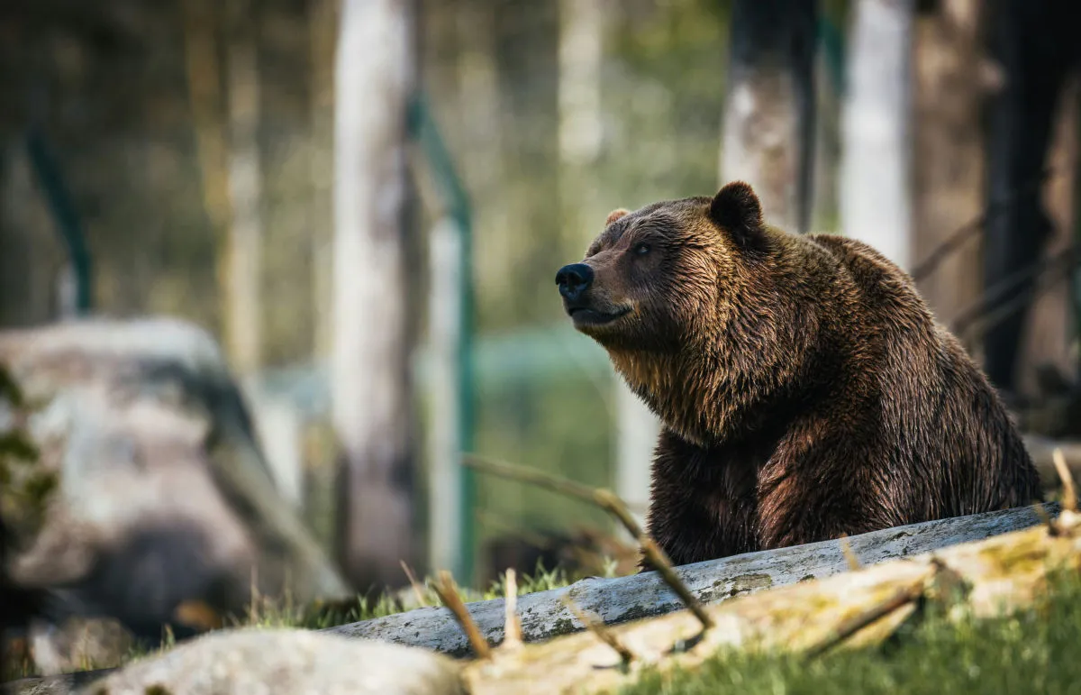Baer.webp