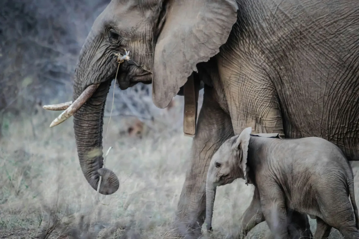 Elefant-mit-Baby.webp