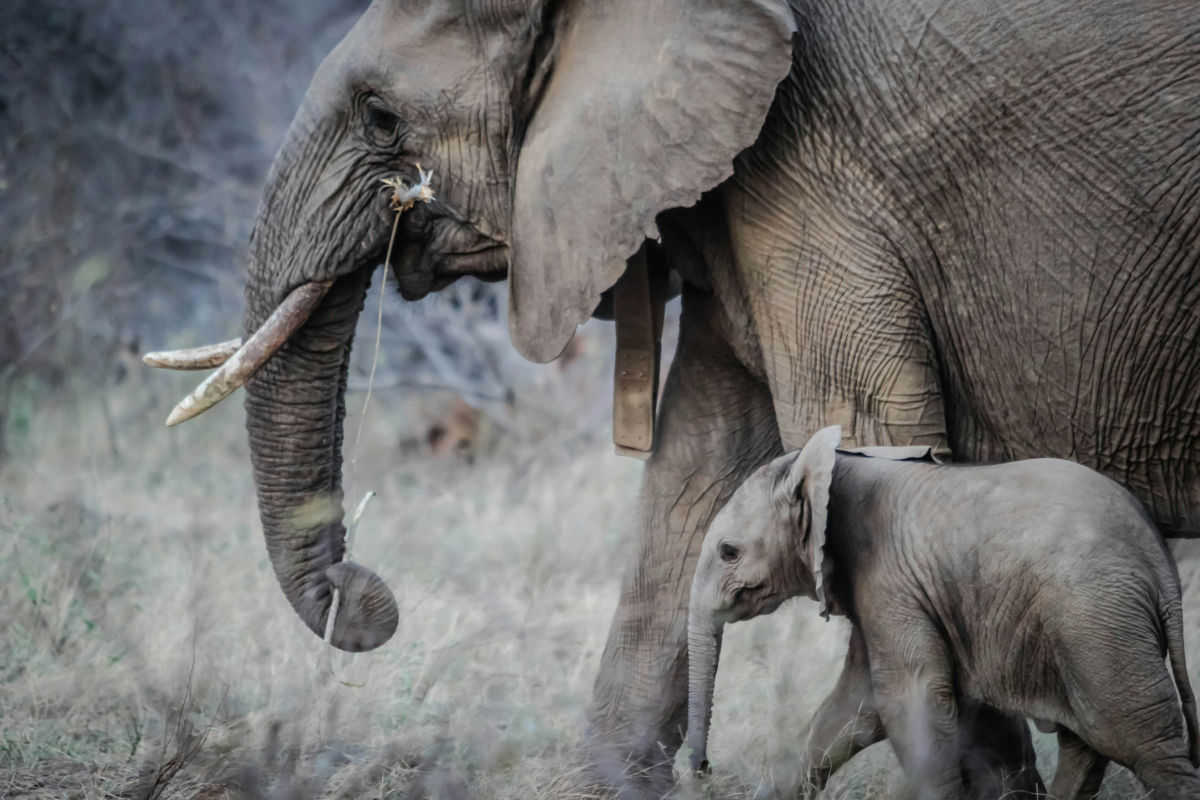 Elefant-mit-Baby